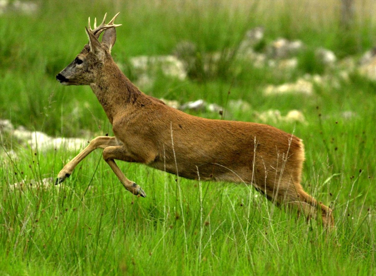 Vinterfodring - Vildtfodring